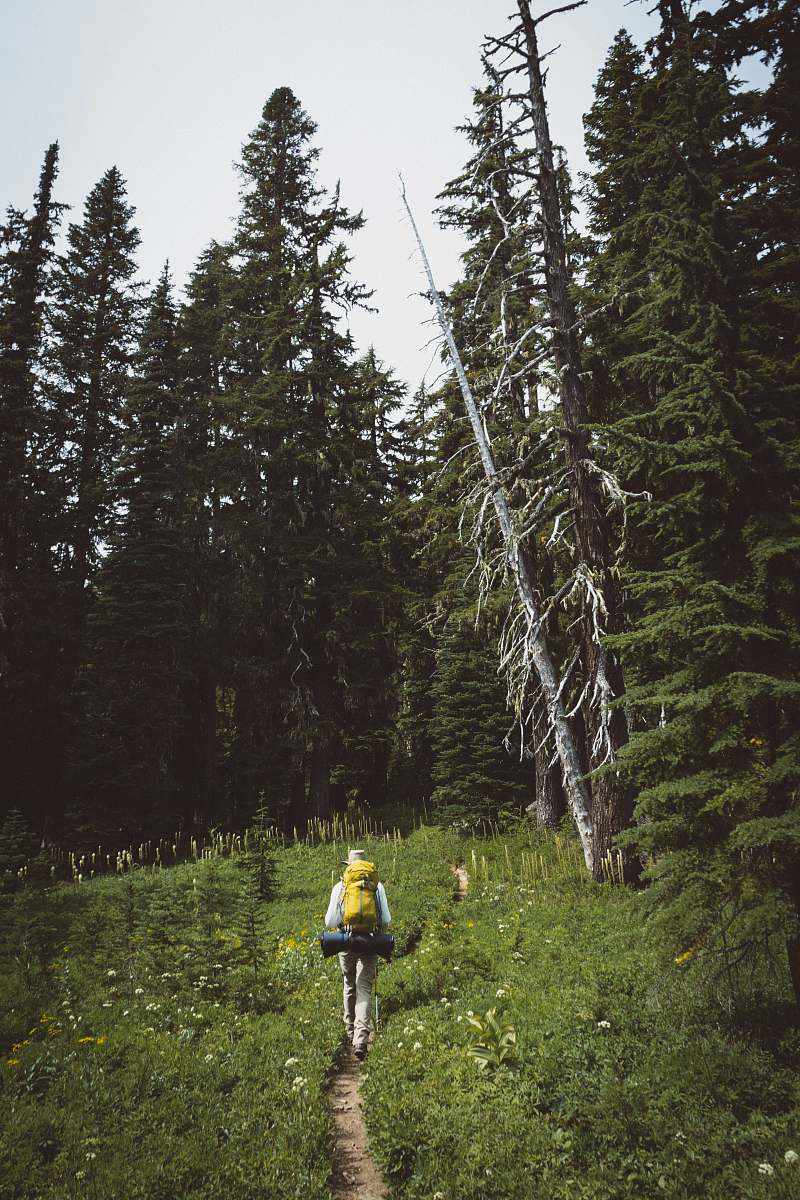 goat rocks person with yellow hiking backpack walking in between grass with pine trees ahead during daytime fir